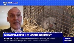 Mutation du Covid-19: le député Loïc Dombreval demande que l'on abatte les visons des 4 élevages de France
