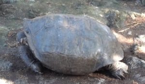 Une tortue géante découverte aux Galapagos appartient à une espèce déclarée éteinte