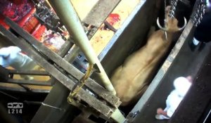 ATTENTION IMAGES VIOLENTES - Abattage de vaches gestantes : nouvelles vidéos-chocs de L214