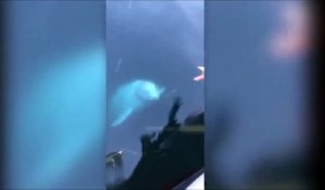 Un dauphin remonte le téléphone que cette touriste a fait tomber à l'eau