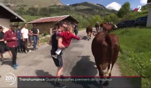 Haute-Savoie : l'heure de la transhumance pour les vaches laitières