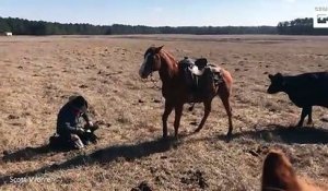 Un cheval protège son cowboy