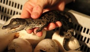 Australie : Hermès va construire la plus grande ferme d'élevage de crocodiles pour faire des sacs à main