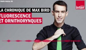 Fluorescence et ornithorynques - La chronique de Max Bird