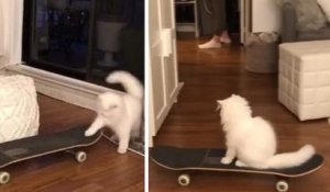 Ce chat sait faire du skateboard, et c'est très drôle !