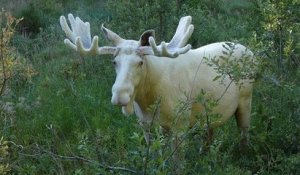 Au Canada, un élan blanc très rare a été abattu par des chasseurs
