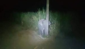 Un adorable bébé éléphant s'est caché derrière un poteau après s'être fait prendre en train de manger de la canne à sucre