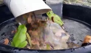 Une grenouille se fait un spa... Soin drainant du dos
