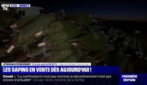 Les producteurs de sapins soulagés après l'autorisation de vente pour Noël