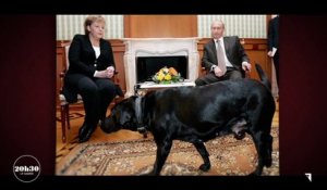 Le jour où le labrador de Vladimir Poutine a effrayé la chancelière Angela Merkel qui a la phobie des chiens