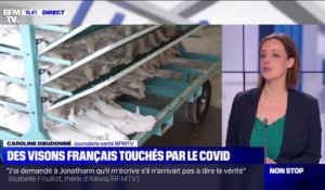 Covid-19: l'abattage de 1000 visons ordonnée dans un élevage d'Eure-et-Loir