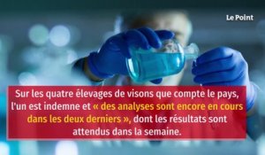 Covid-19 : un élevage de visons contaminé en France