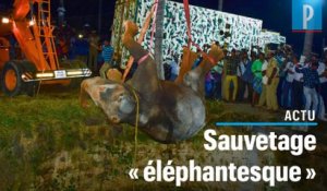 Inde : un éléphant tombé dans un puits de 20 m sauvé à l’aide d’une grue