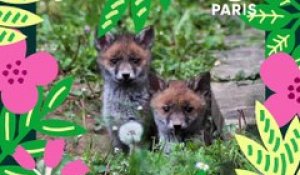 Brèves de nature sauvage à Paris : Le renard roux