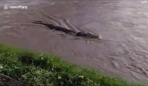 Ce crocodile vit depuis des années avec un pneu autour du cou