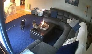 Un chat avec la queue en feu