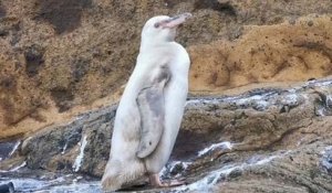 Un manchot blanc extrêmement rare a été découvert dans l'archipel des Galápagos