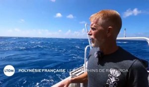 Polynésie Française : Les dauphins de Rangiroa