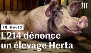 L214 diffuse des images accablantes d'un élevage porcin fournissant Herta