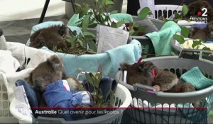 Australie : des koalas toujours soignés après les gigantesques incendies