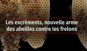 Les excréments, nouvelle arme des abeilles contre les frelons
