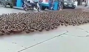 Il promène ses canards dans les rues... beaucoup de canards