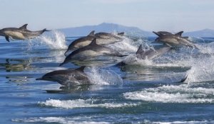 Des dauphins du monde entier sont victimes d'une maladie de peau, une conséquence du réchauffement climatique