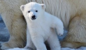 Mulhouse : un ourson polaire est né au zoo, une naissance très rare en France