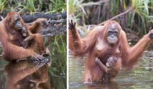 Cette série de clichés illustre à merveille l'amour entre une mère orang-outan et son enfant