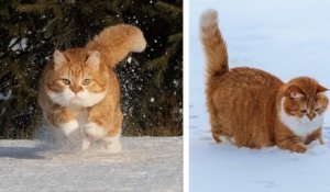 Ces magnifiques photos dévoilent un chat roux en train de jouer dans une épaisse couche de neige