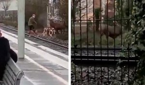 Un cerf monte sur les rails à Chantilly pendant une chasse à courre