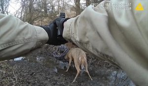 Un garde-chasse tire dans les bois de deux cerfs pour les libérer