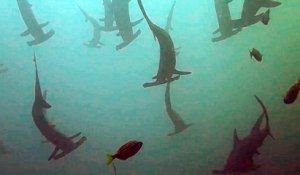 Ce plongeur nage avec des dizaines de requins marteau en Australie... magnifique