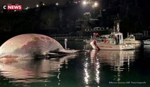Une baleine retrouvée morte près de Naples