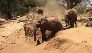 Un éléphant descend une bordure de terre