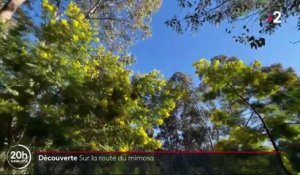 Côte d'Azur : la saison du mimosa