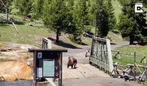 Face à face incroyable entre un ours et un bison