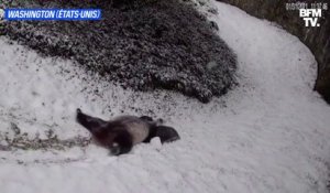 Entre glissades et roulades, ce panda s'éclate dans la neige au zoo de Washington