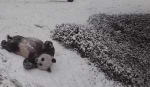 Les pandas de Washington jouent dans la neige