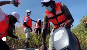 Sénégal : une opération de nettoyage pour sauver une mangrove