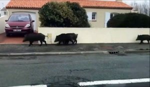 Des dizaines de sangliers filmés en pleine ville à Saint-hilaire-de-riez