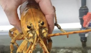Un pêcheur américain a fait la découverte d'un homard jaune, une espèce rarissime