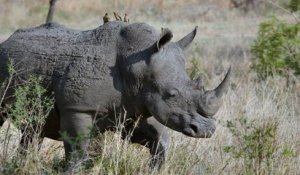 Pour la première fois en 21 ans, aucun rhinocéros n'a été tué par des braconniers au Kenya