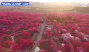 Les superbes images des cerisiers en fleurs en Chine