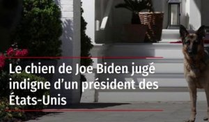 Le chien de Joe Biden jugé indigne d’un président des États-Unis