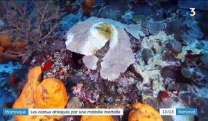 Environnement : en Martinique, des coraux attaqués par une bactérie mortelle