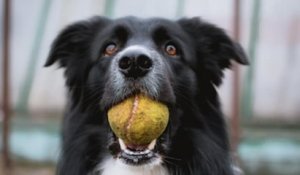 Une étude hongroise révèle que les chiens ont une conscience corporelle et comprennent les conséquences de leurs actions