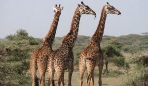 Trois girafes de Rothschild, une espèce très rare, sont mortes électrocutées dans une réserve naturelle du Kenya
