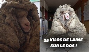 En Australie, ce mouton secouru avec 35 kilos de laine sur le dos