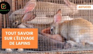 Astuces : Tout savoir sur l’élevage de lapins